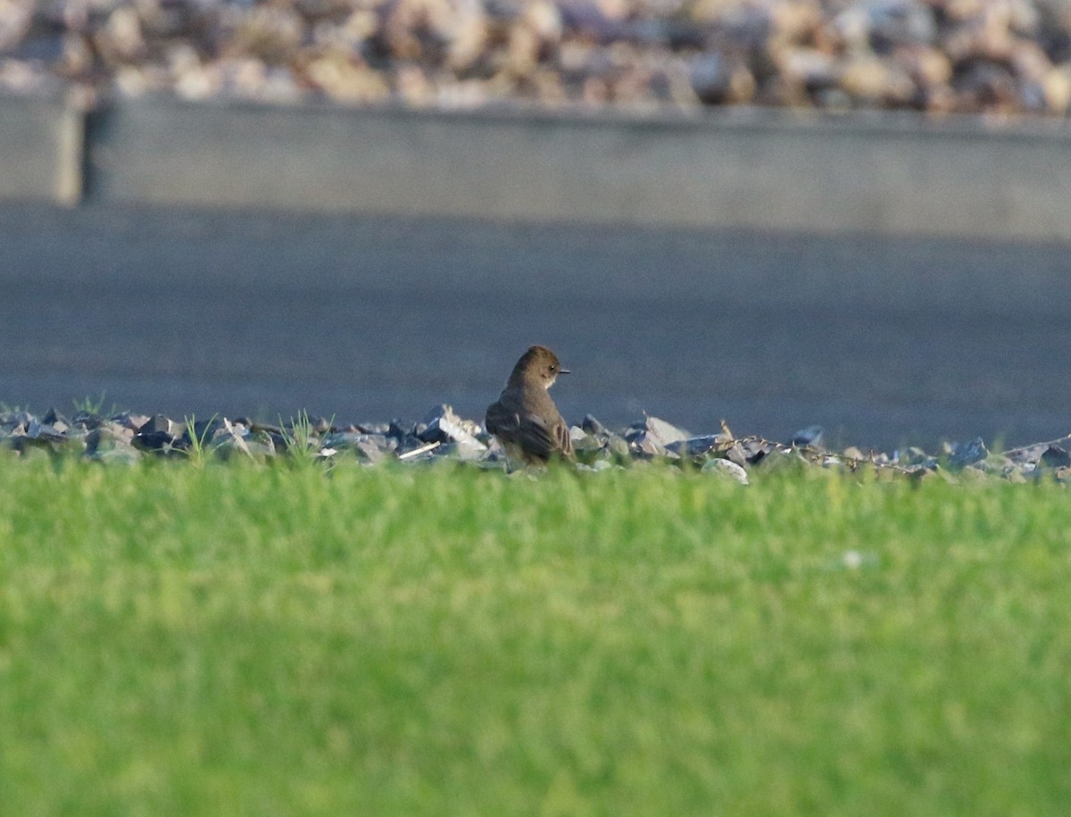 Say's Phoebe - ML434942841