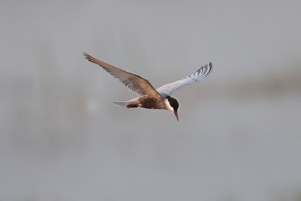 Whiskered Tern - ML434943361