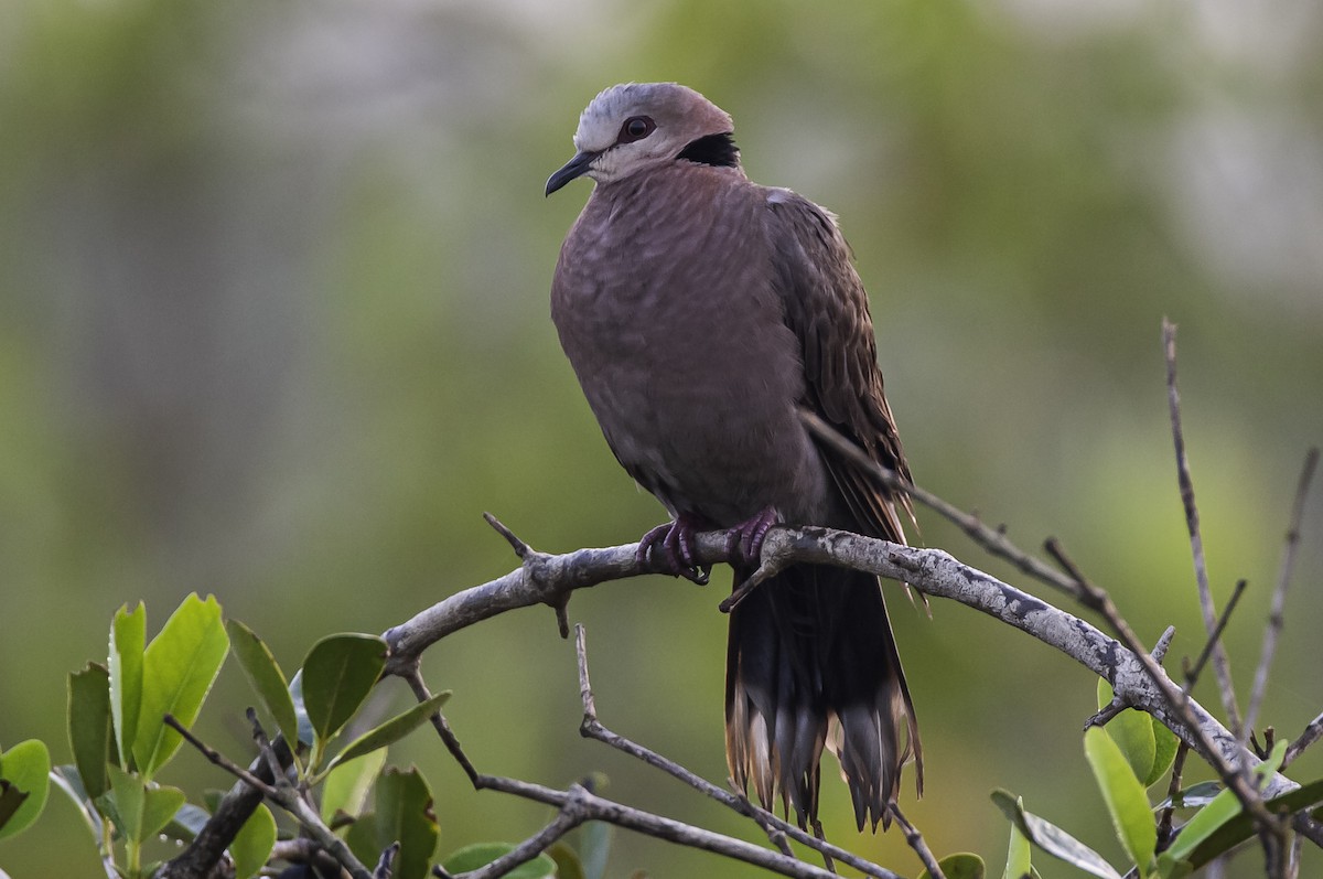 Red-eyed Dove - ML434943391