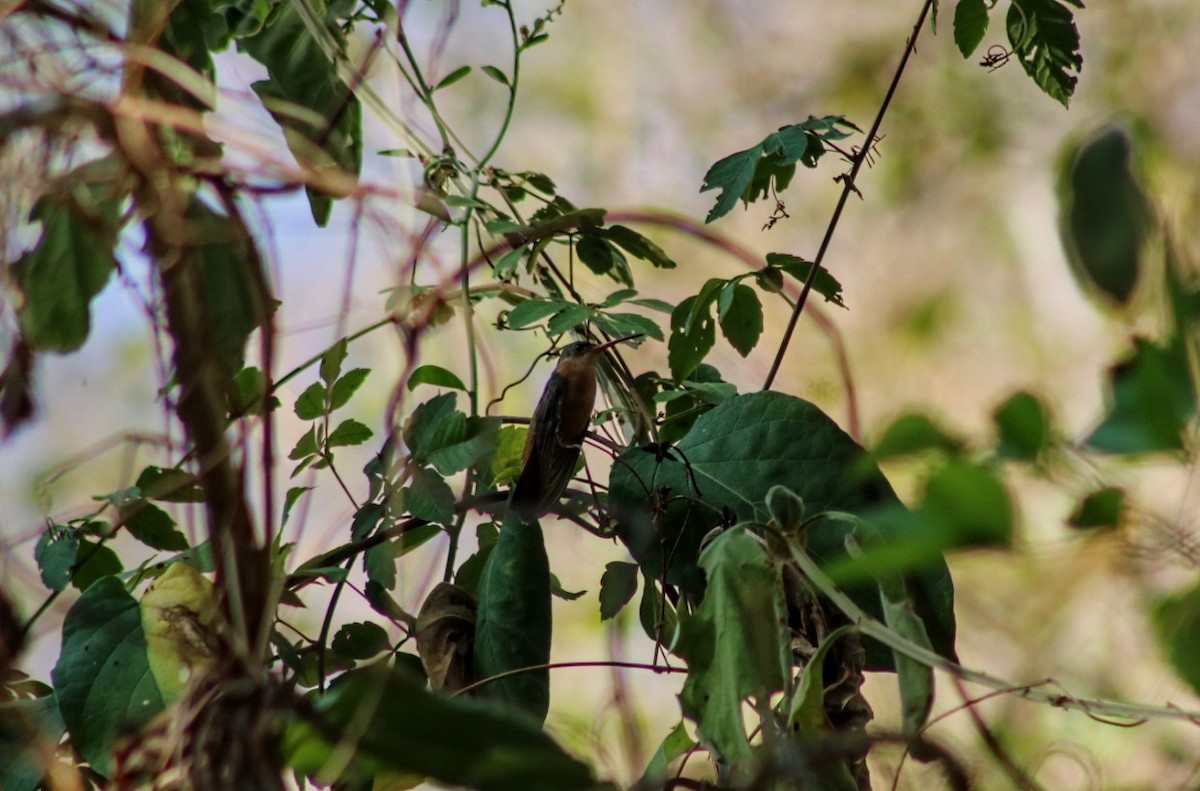 Tarçın Renkli Kolibri - ML434943601