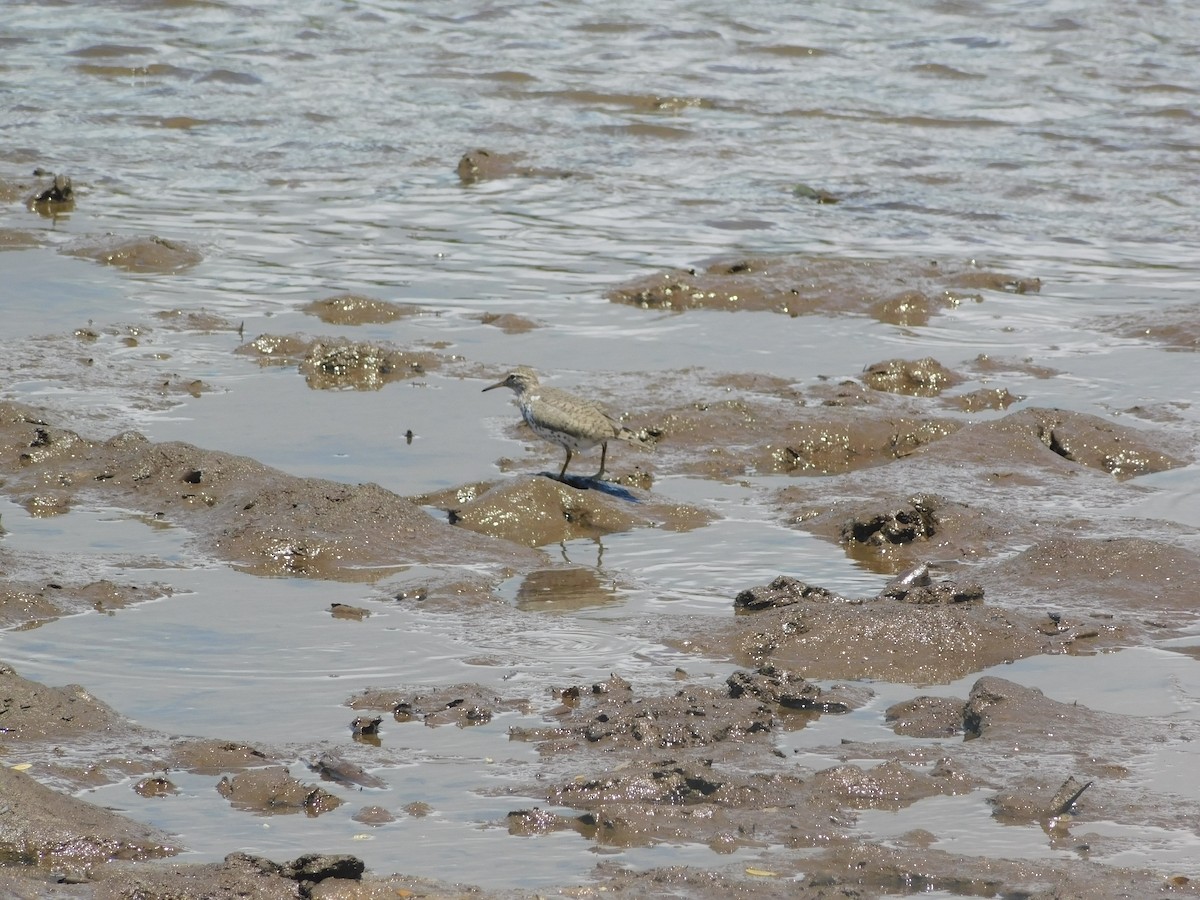 Spotted Sandpiper - ML434943621