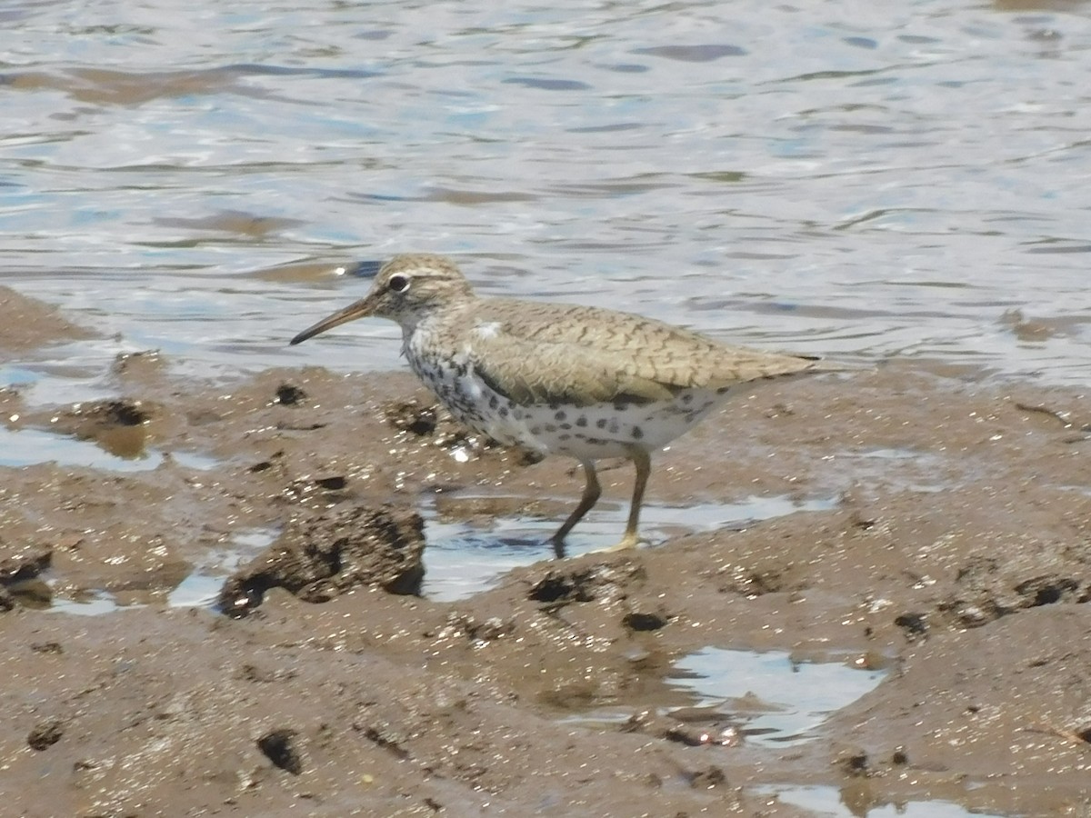 Spotted Sandpiper - Alexander Christensen