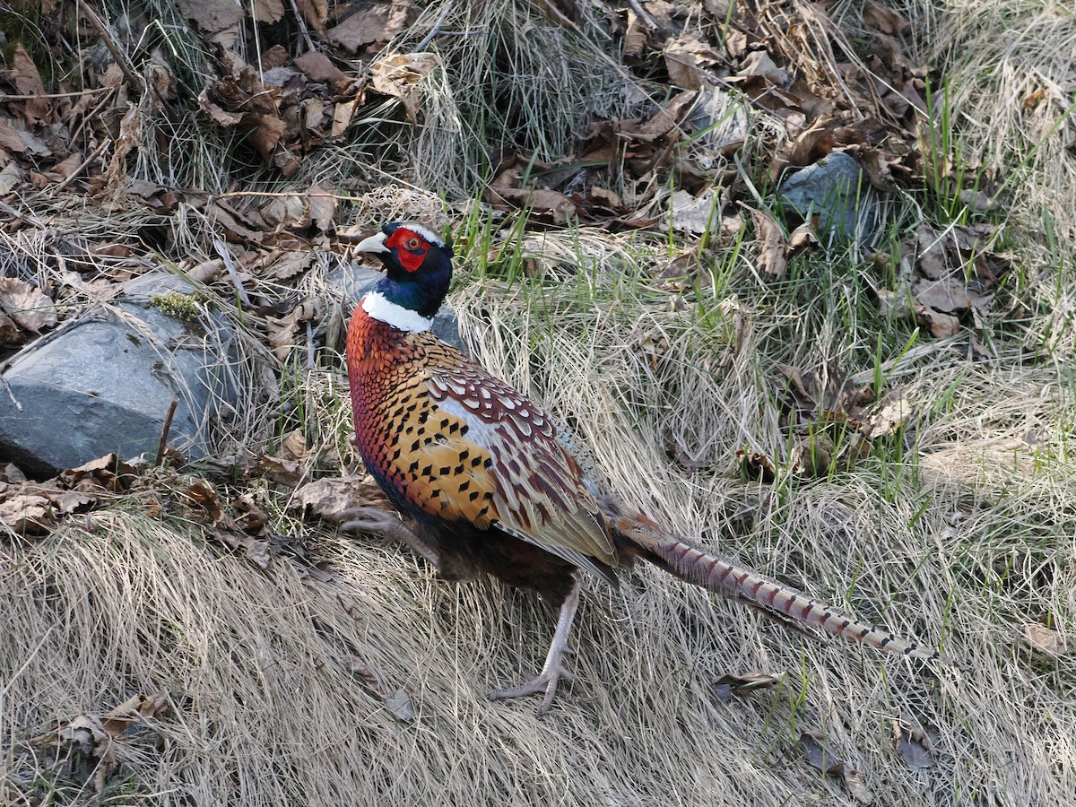 Зэрлэг гургуул - ML434944301