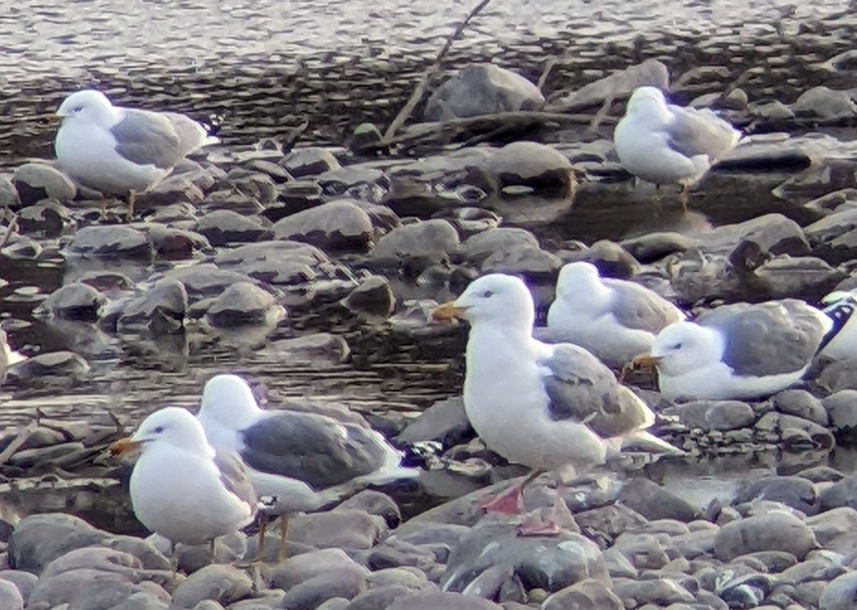 Herring Gull - Adam Mitchell