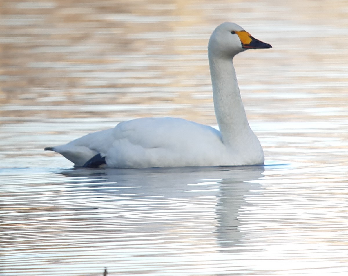 Tundra Swan - ML434947731