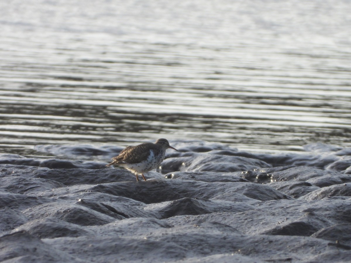 Spotted Sandpiper - Kellen Apuna