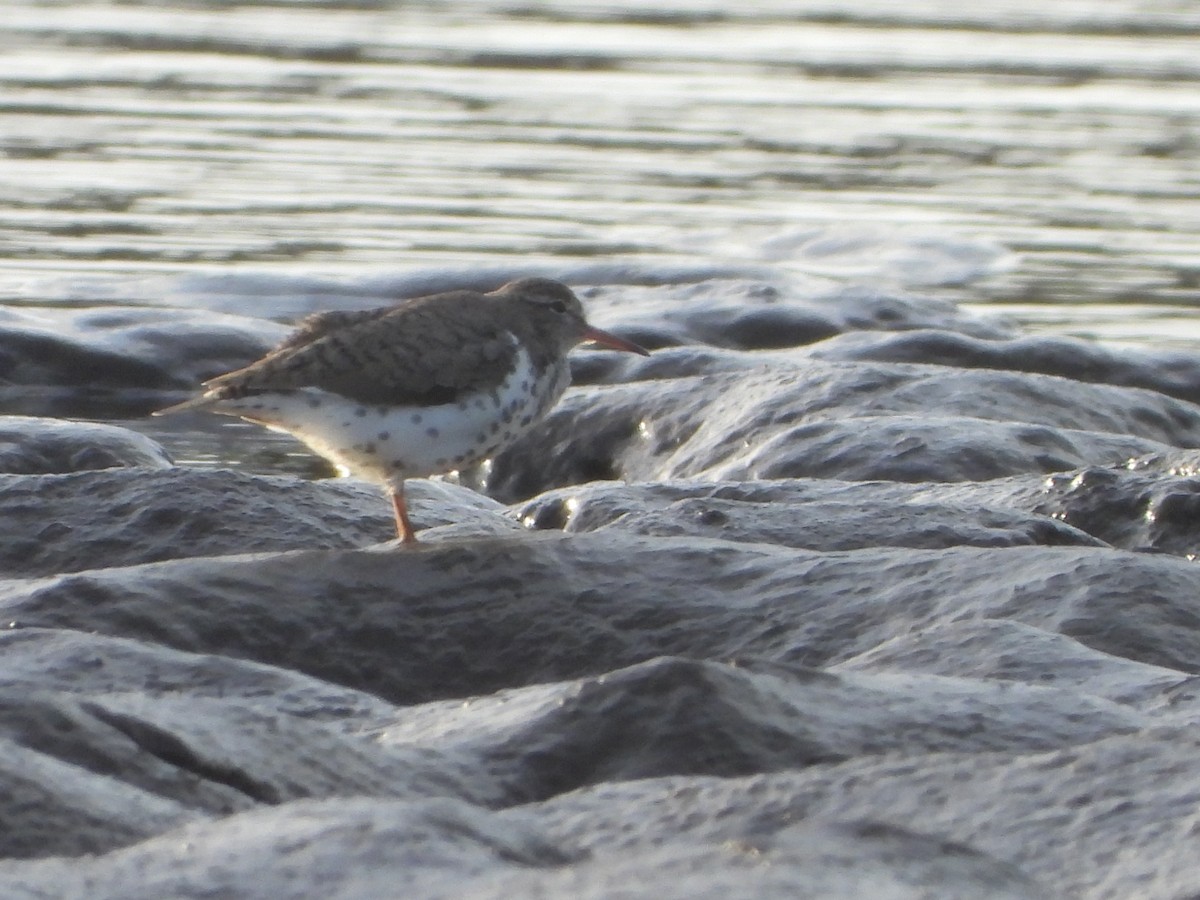 Spotted Sandpiper - Kellen Apuna