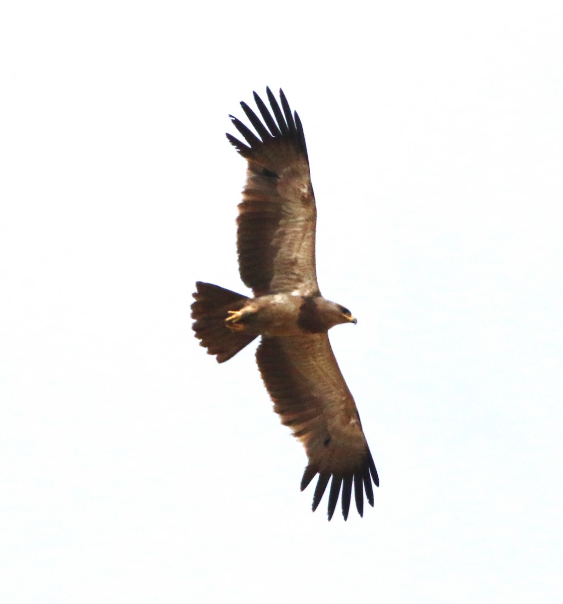 Tawny Eagle - Sudesh Kumar