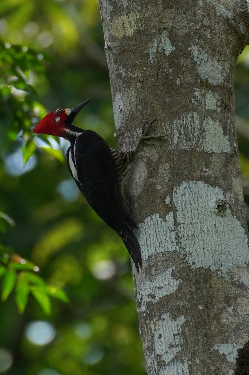 Crimson-crested Woodpecker - ML434953261