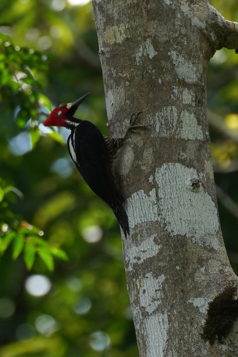 Crimson-crested Woodpecker - ML434953271