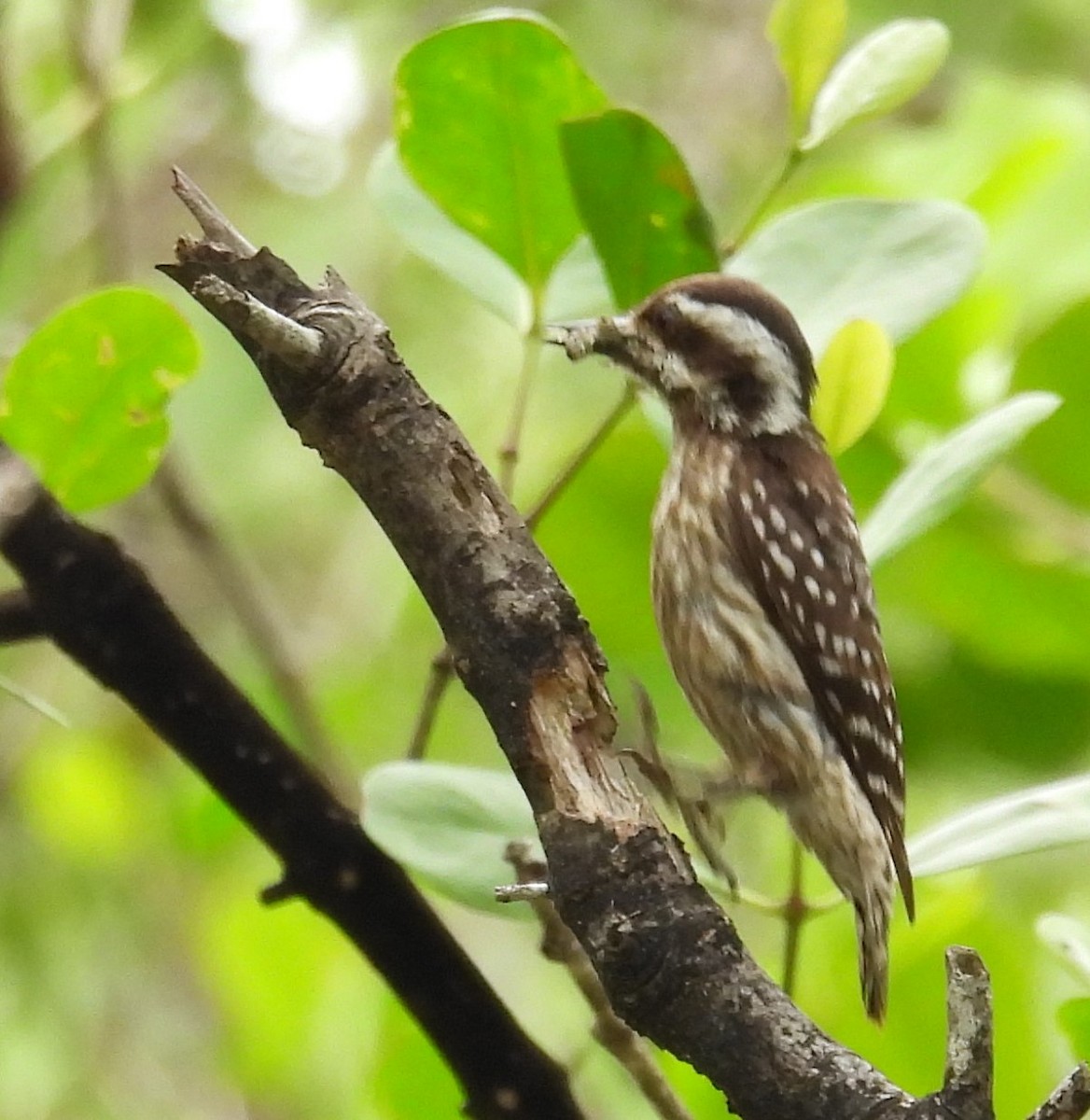 Sunda Pygmy Woodpecker - ML434953501