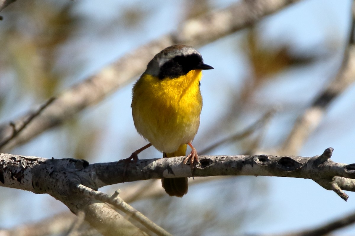 Common Yellowthroat - ML434954351