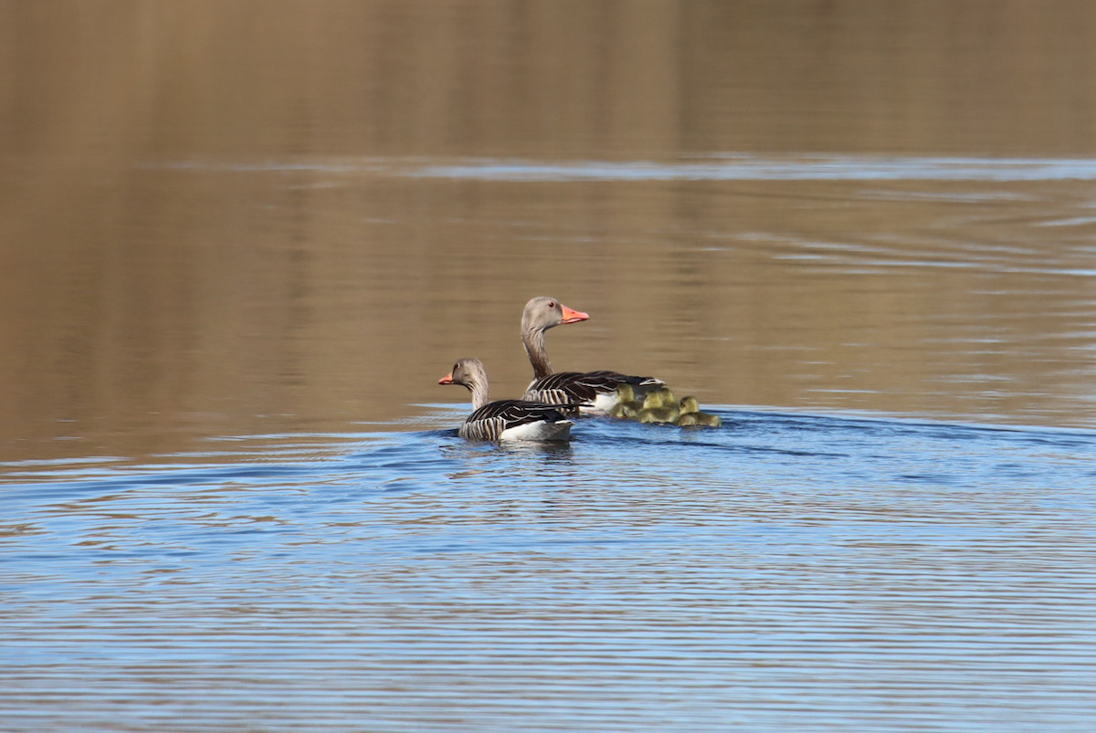 Graylag Goose - ML434955661