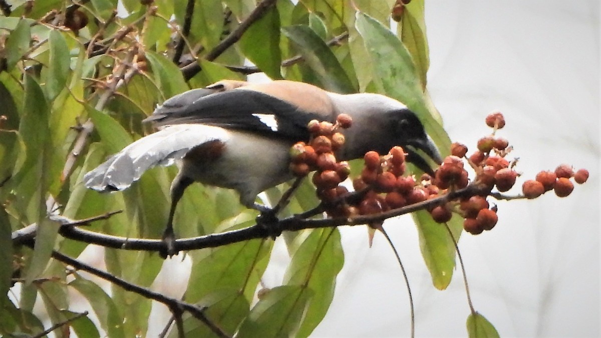 Gray Treepie - ML434957731