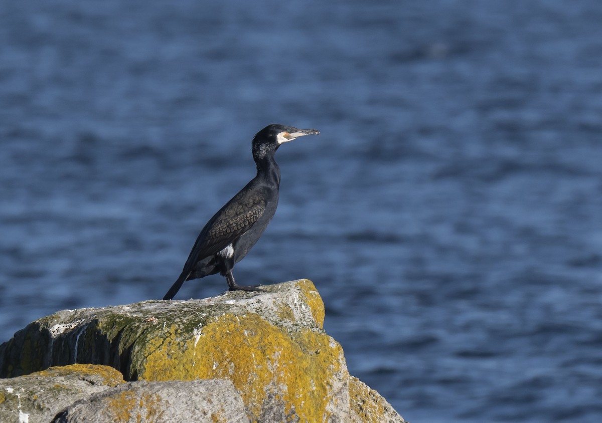 Тураг гогой - ML434958301