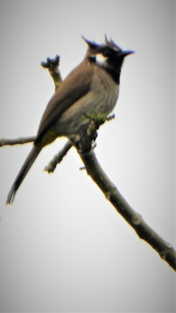 Himalayan Bulbul - ML434958961