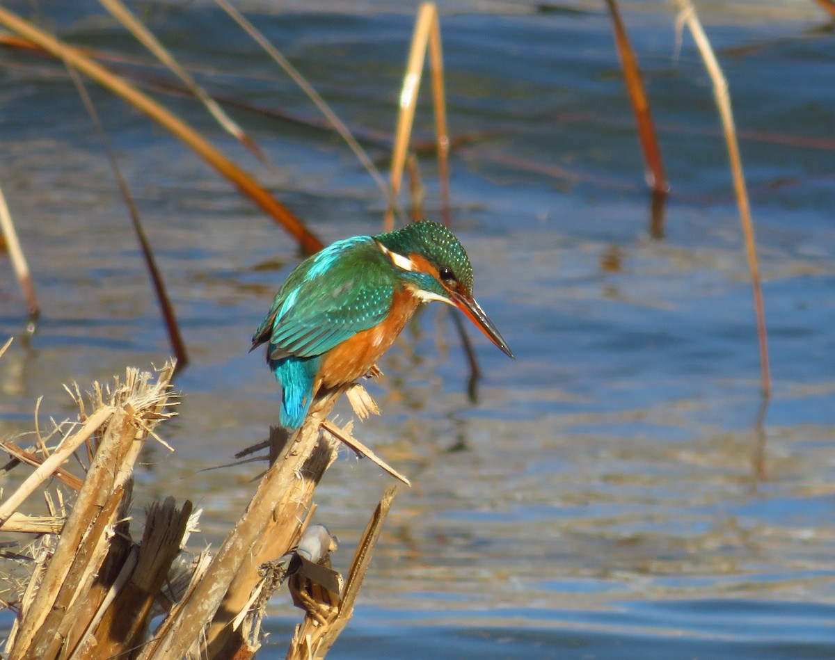 Common Kingfisher - ML434959251