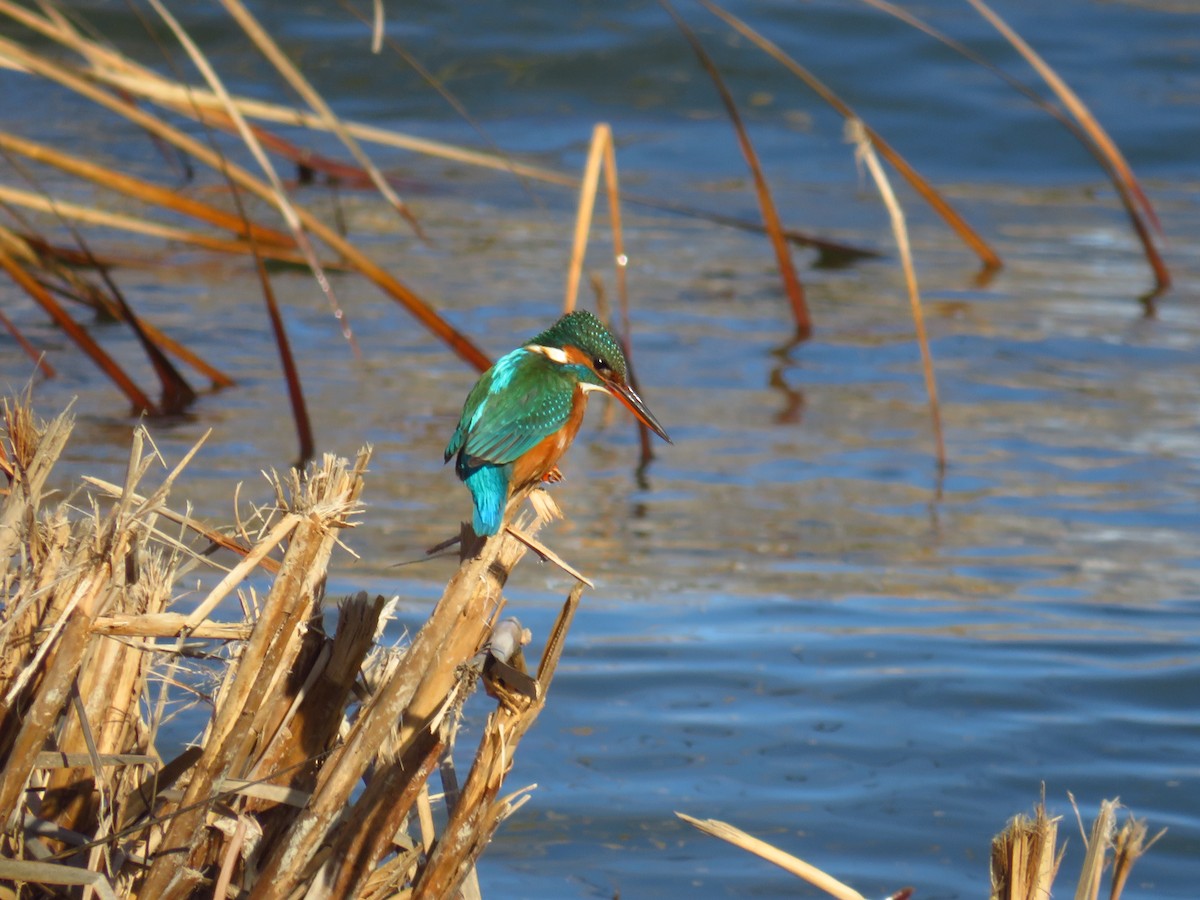 Common Kingfisher - ML434959331