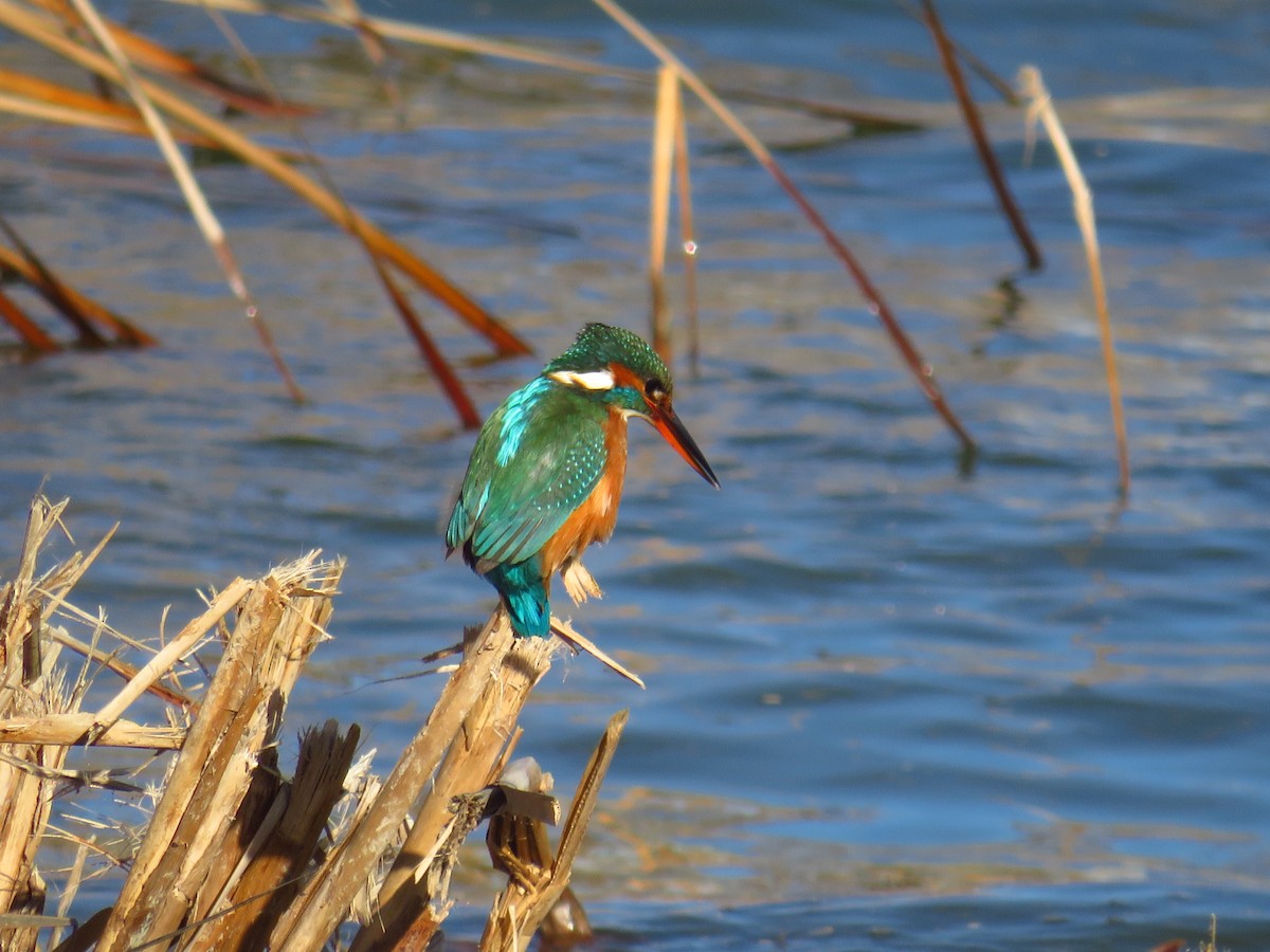 Common Kingfisher - ML434959341