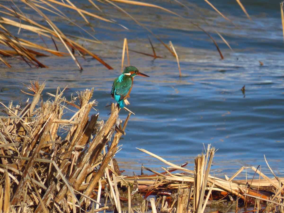 Common Kingfisher - ML434959351