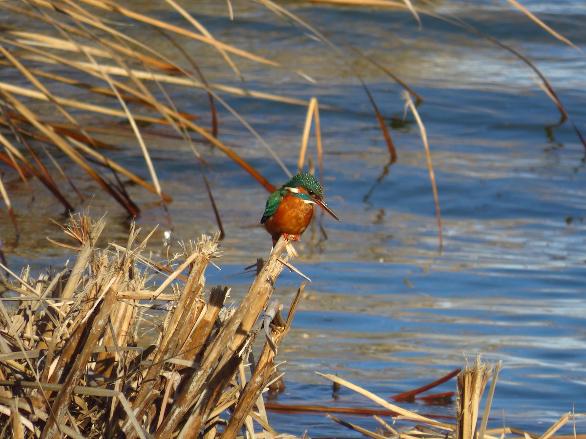 Common Kingfisher - ML434959481