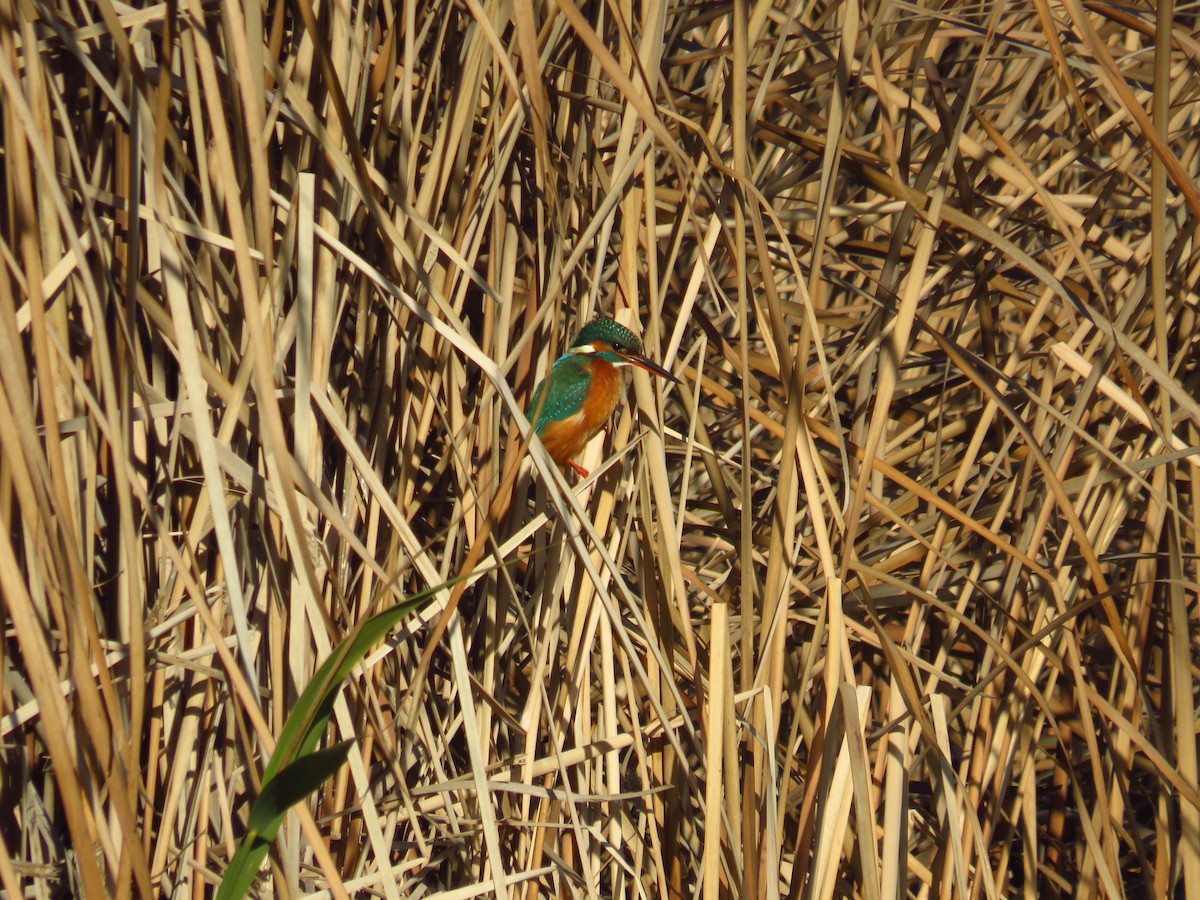 Common Kingfisher - ML434959501