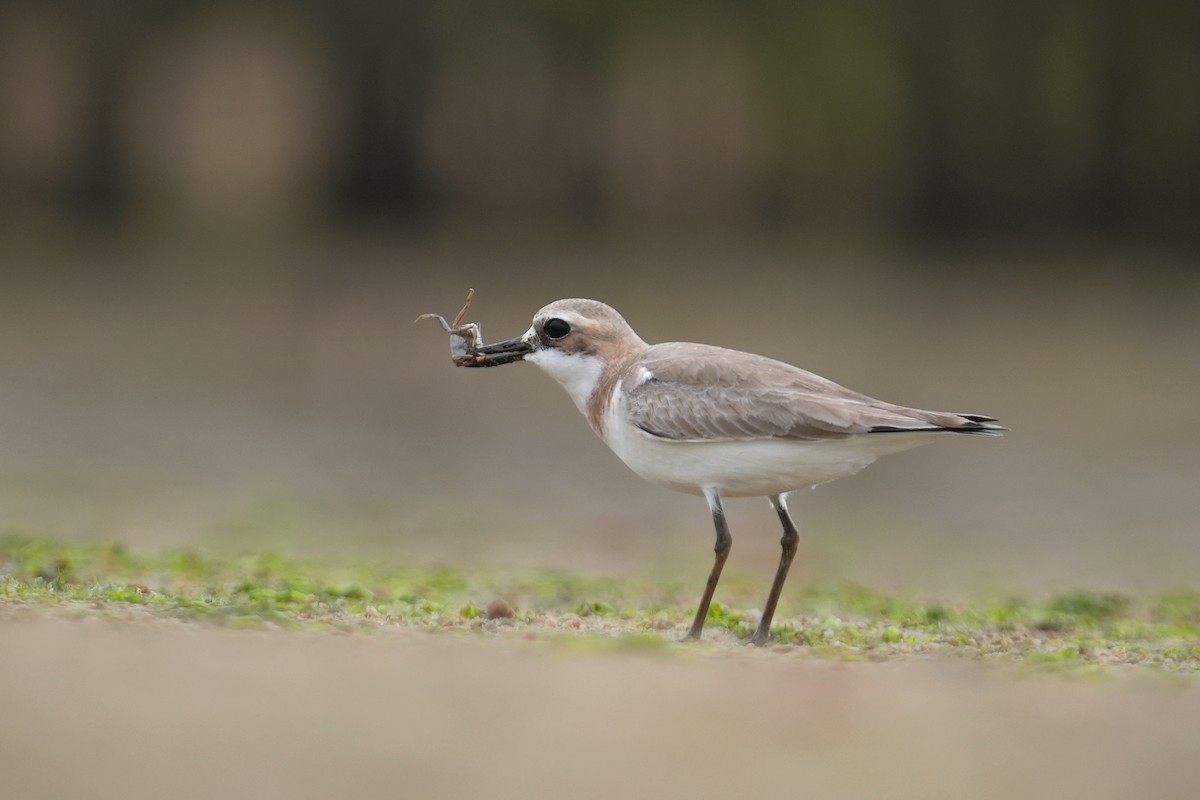 Greater Sand-Plover - ML434959931