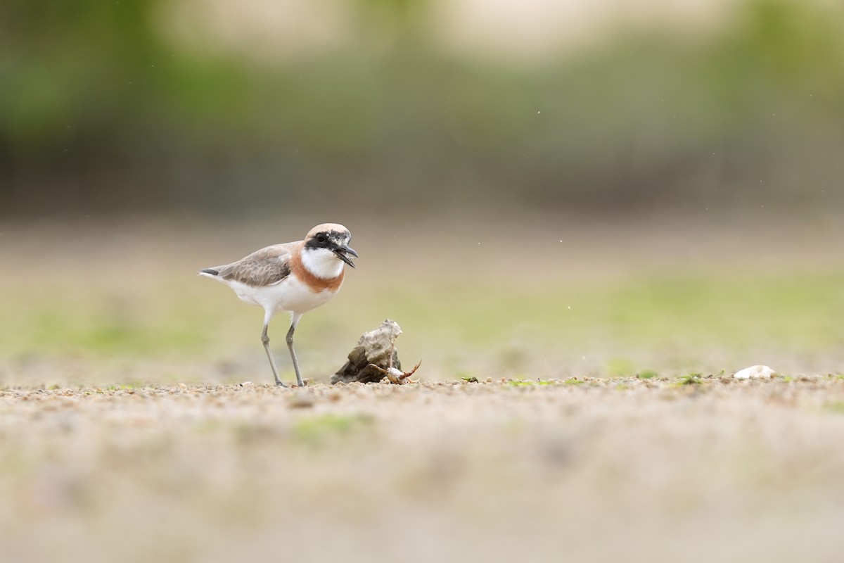 Greater Sand-Plover - ML434959941