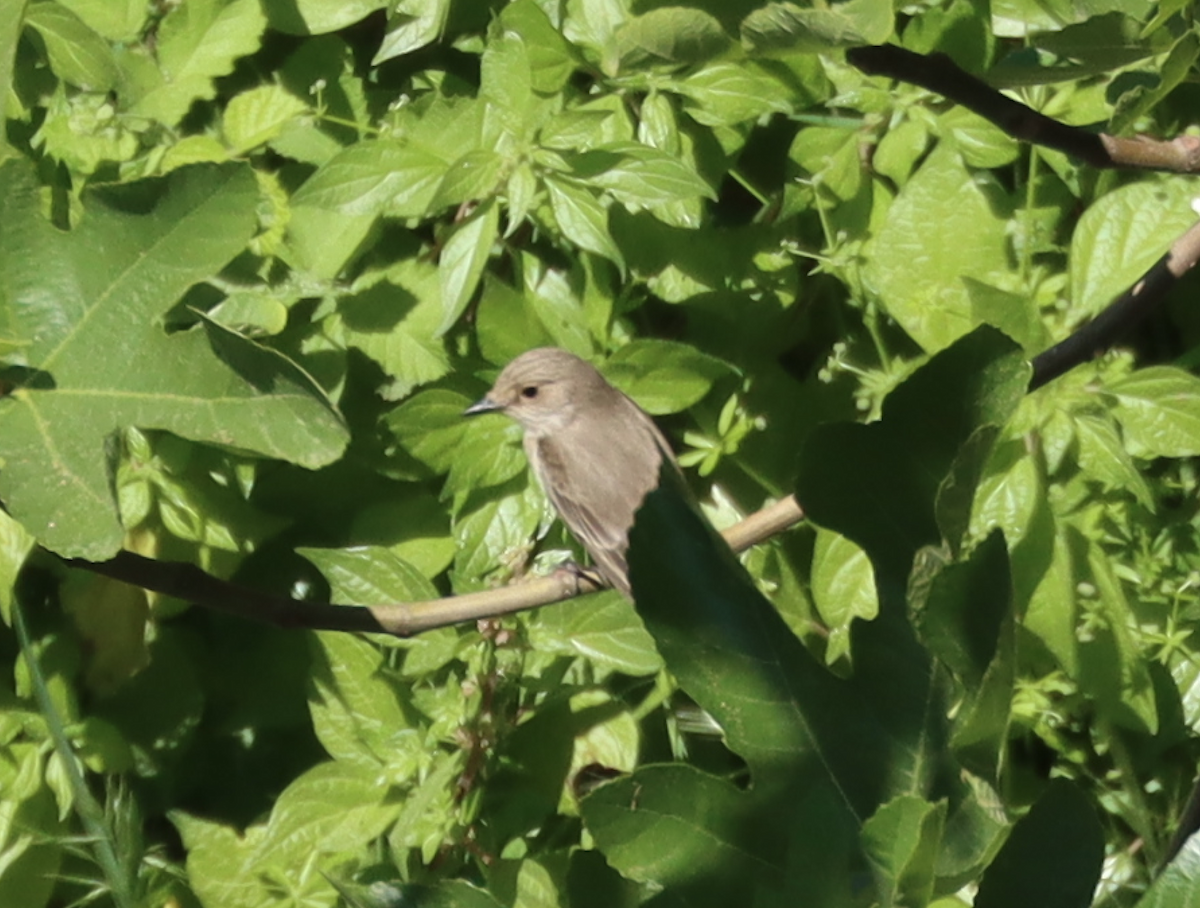 Spotted Flycatcher - ML434960051