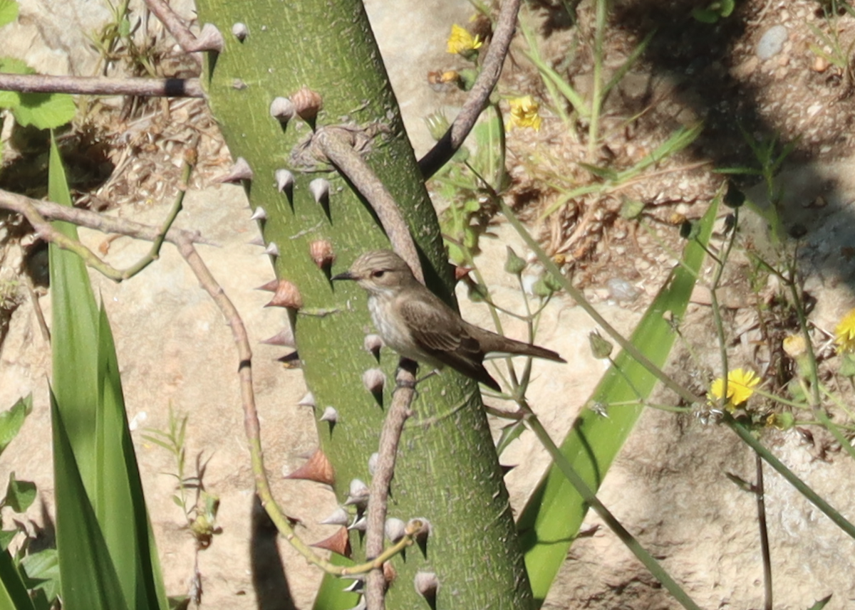 Spotted Flycatcher - Max Ko