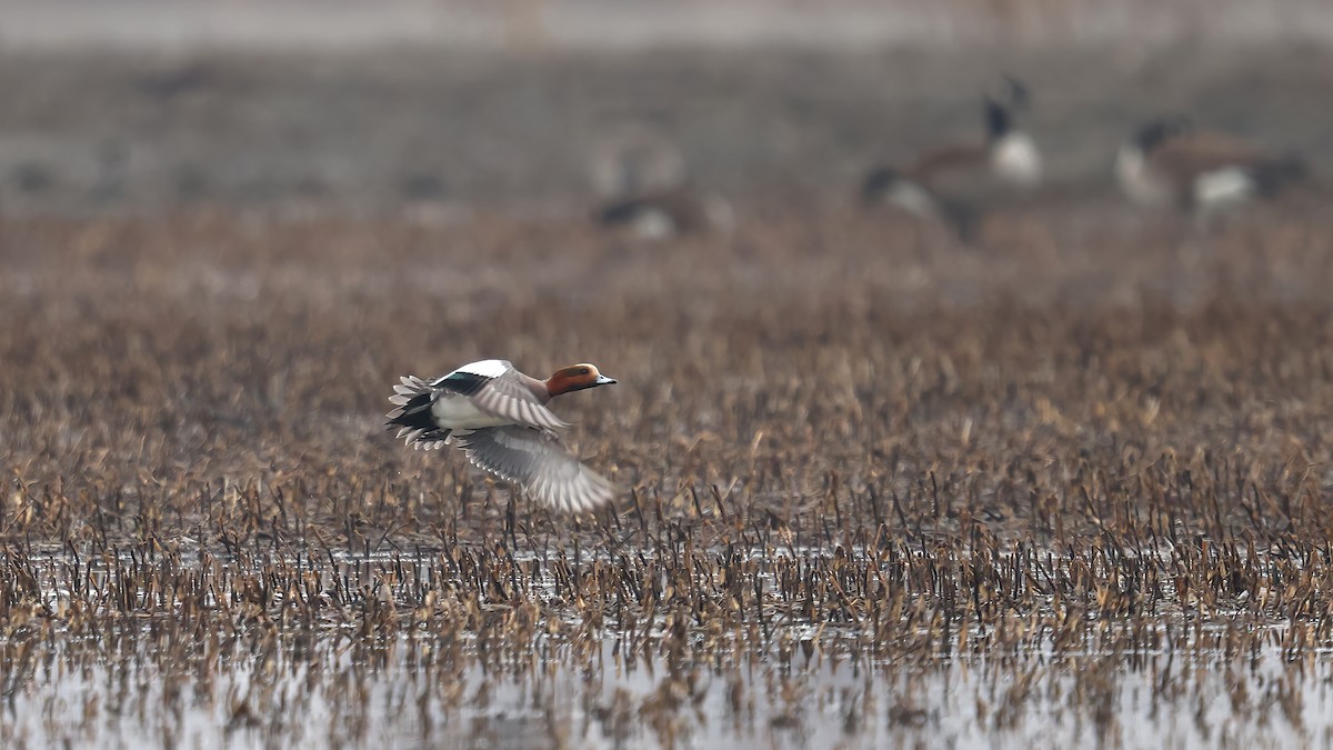 Eurasian Wigeon - Daniel Jauvin