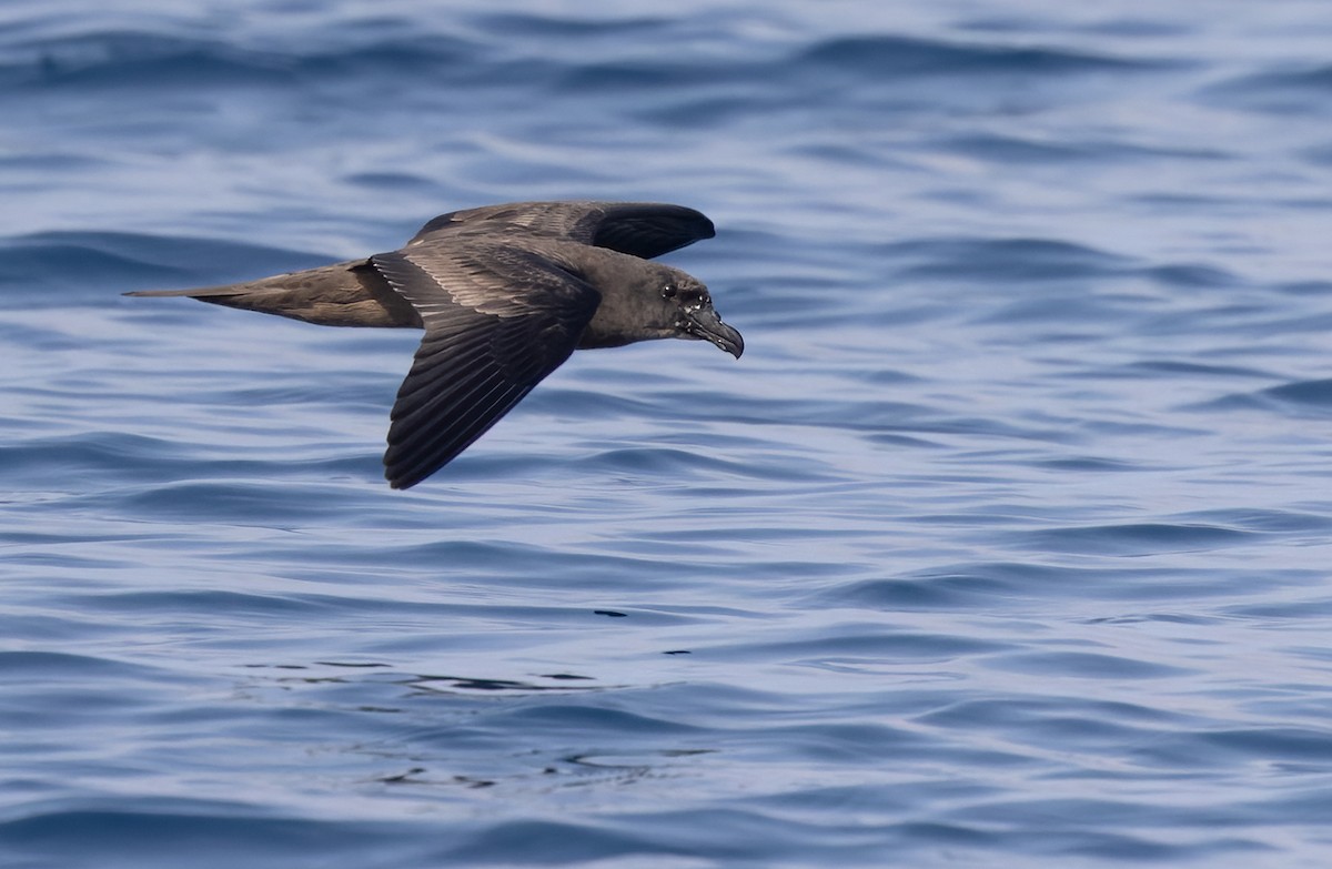 Jouanin's Petrel - Lars Petersson | My World of Bird Photography