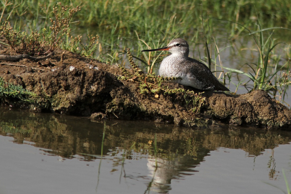 Spotted Redshank - ML434961641