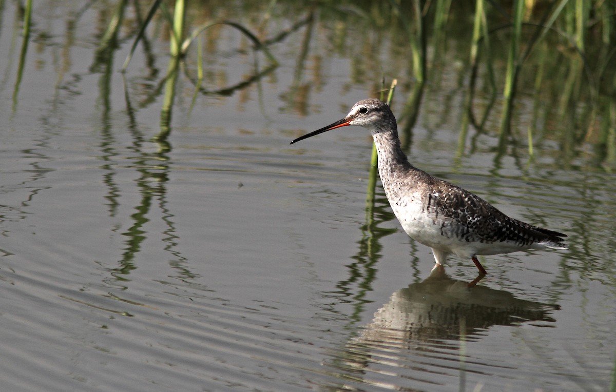 Spotted Redshank - ML434961651