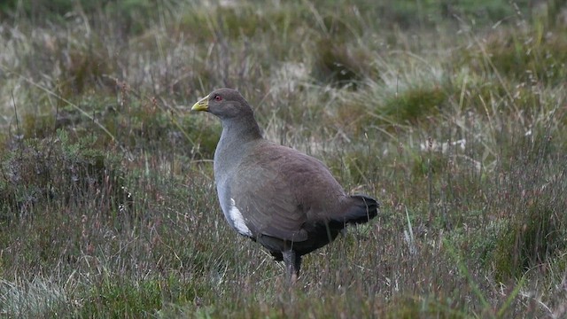 Grünfuß-Teichhuhn - ML434963911