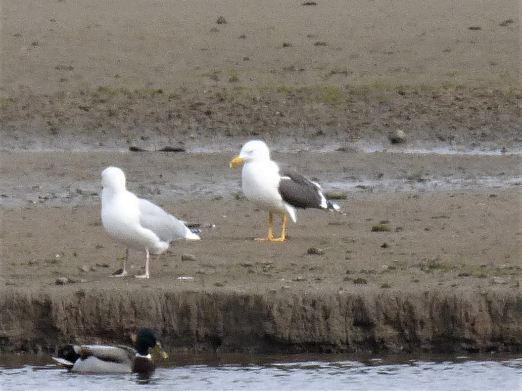 Lesser Black-backed Gull - ML434964581