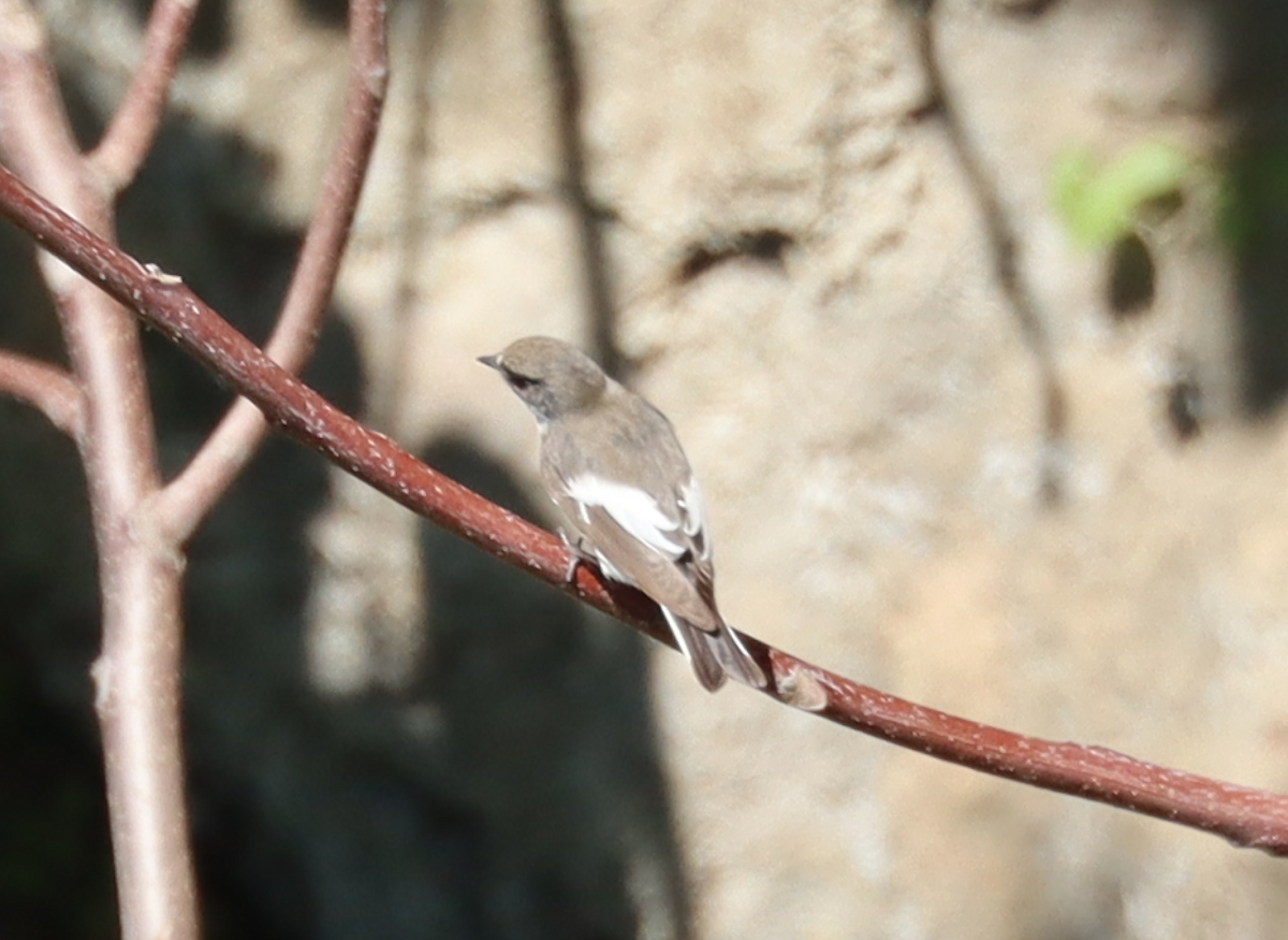 European Pied Flycatcher - Max Ko