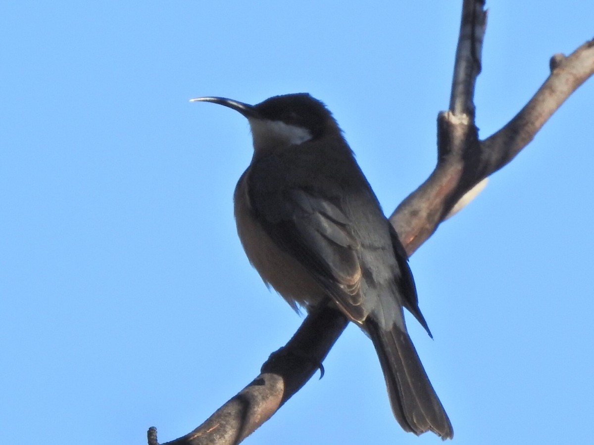 Eastern Spinebill - ML434965571