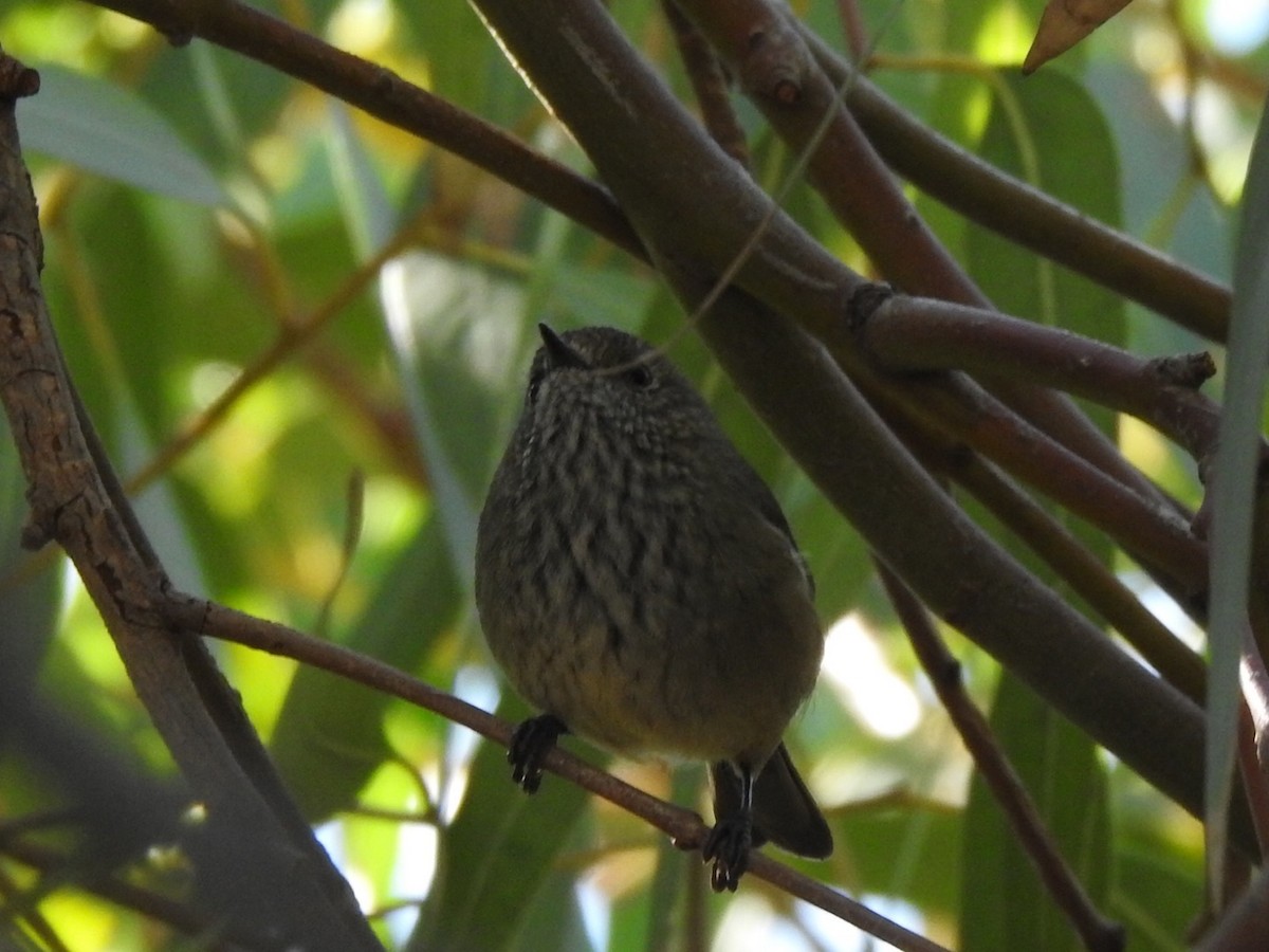 Brown Thornbill - ML434966391