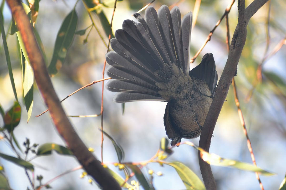 Gray Fantail (albiscapa) - ML434968071