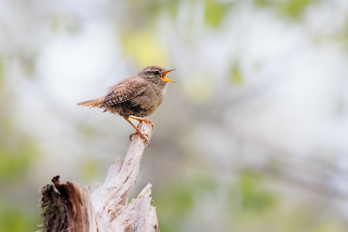 Eurasian Wren - ML434969691