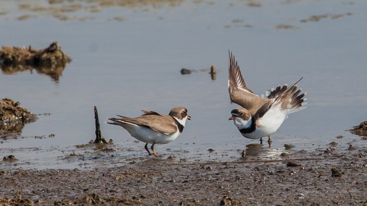Semipalmated Plover - ML434972181