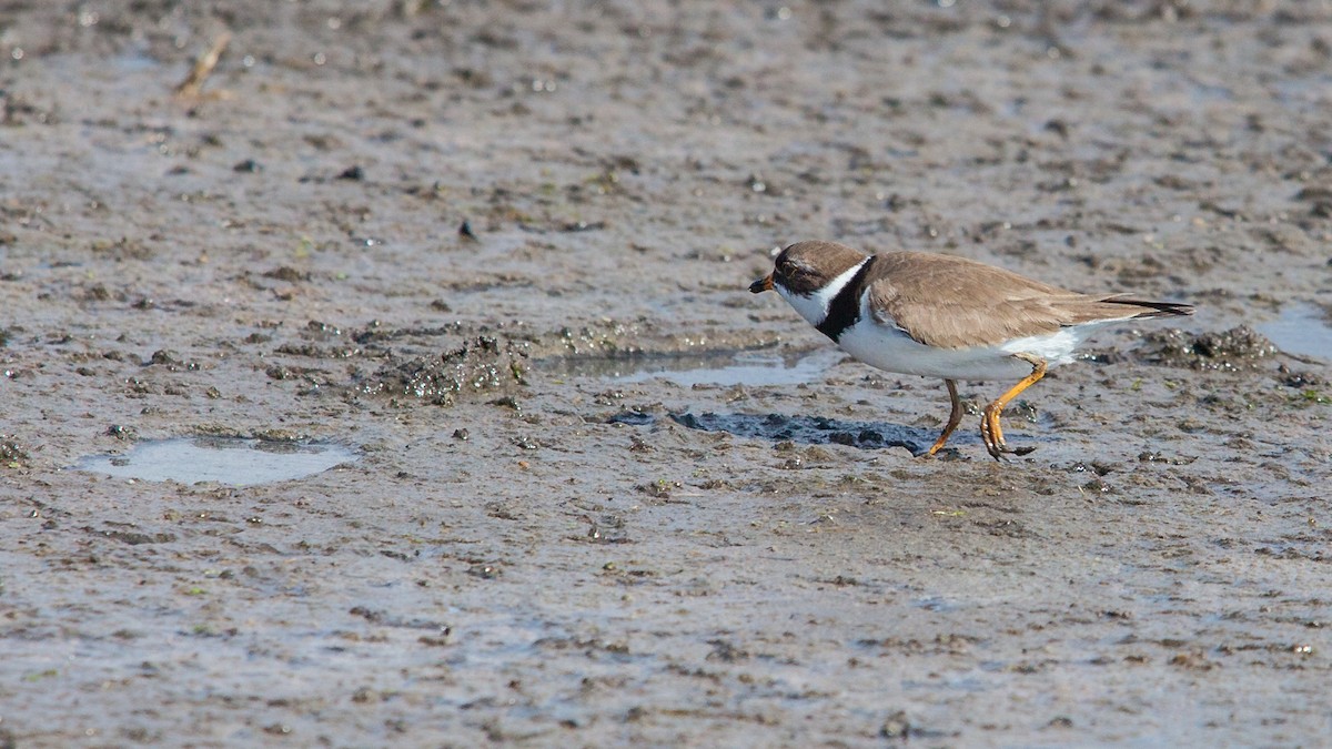 Semipalmated Plover - ML434972191