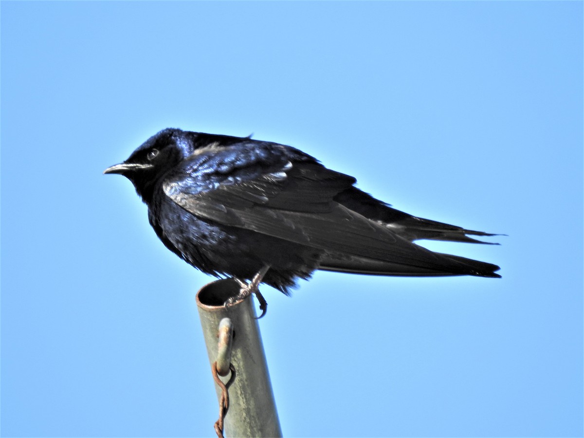 Purple Martin - ML434972661