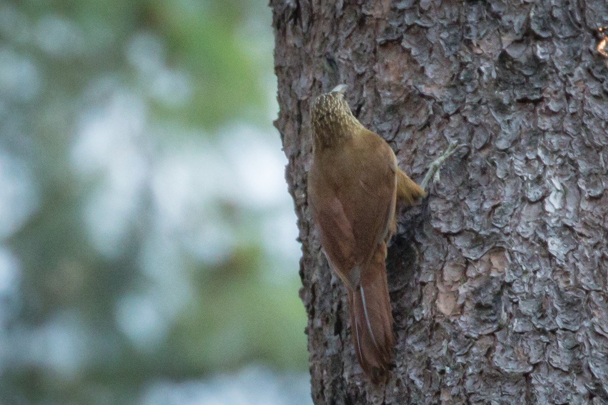 Strong-billed Woodcreeper - ML434972951