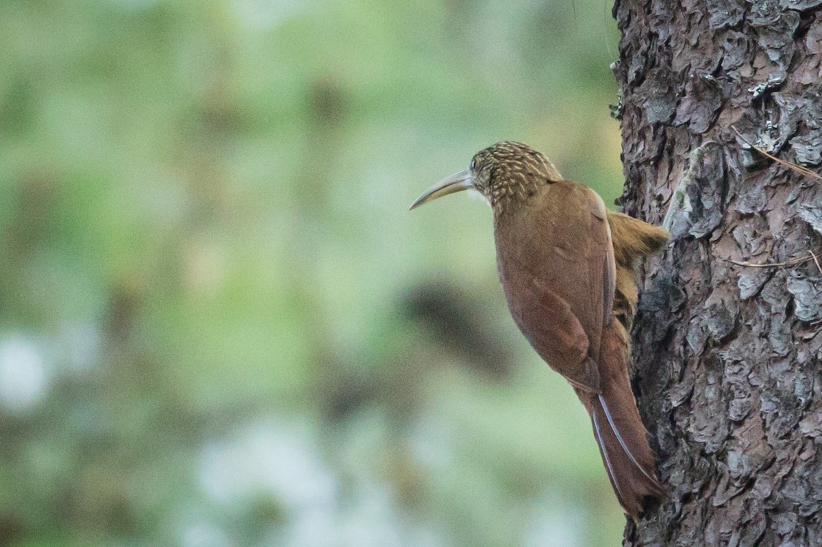 Strong-billed Woodcreeper - ML434972961