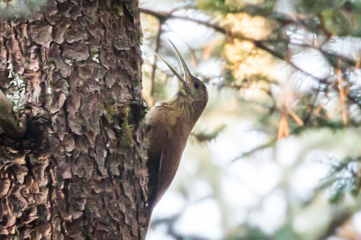 Strong-billed Woodcreeper - ML434972971