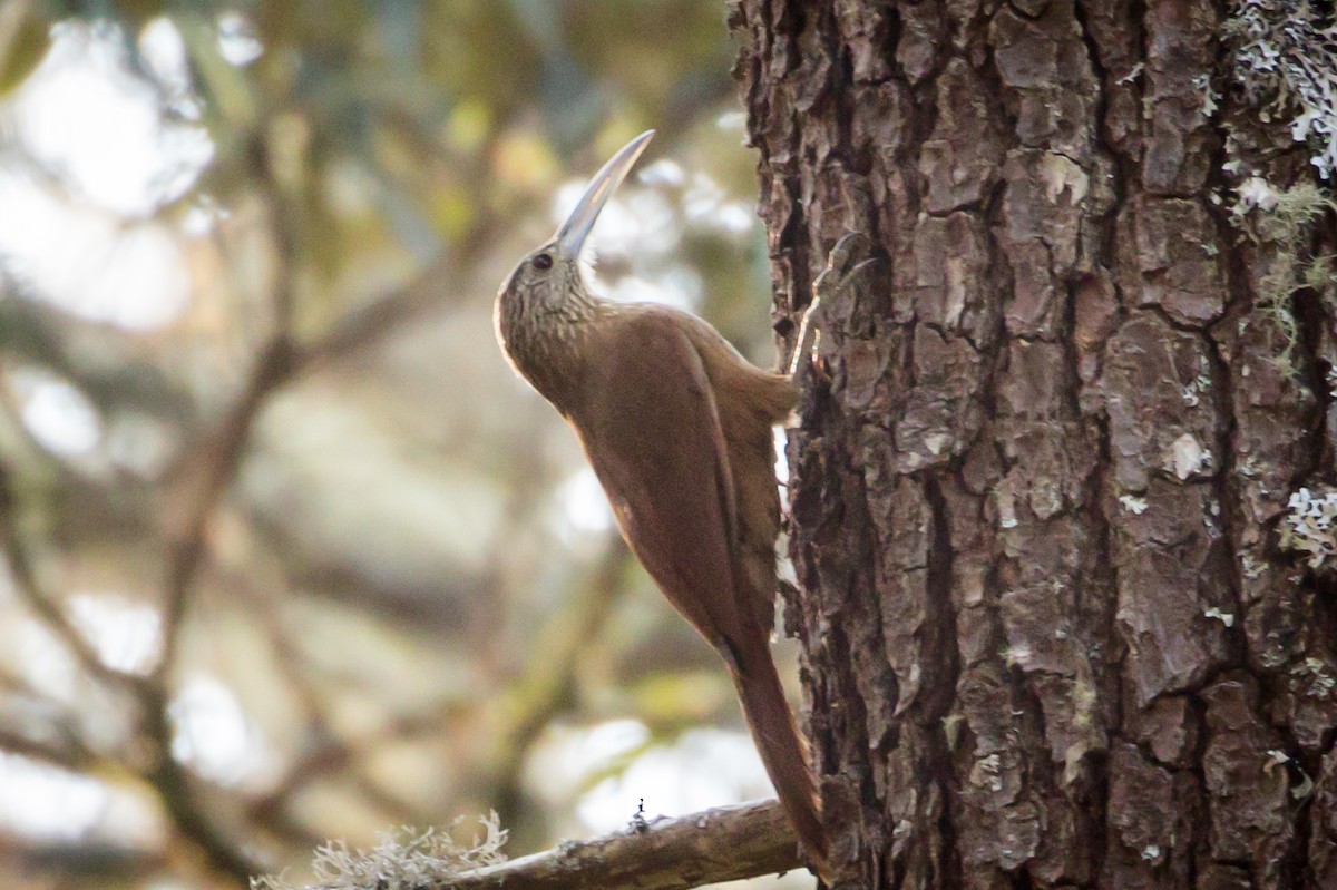 Strong-billed Woodcreeper - ML434972981