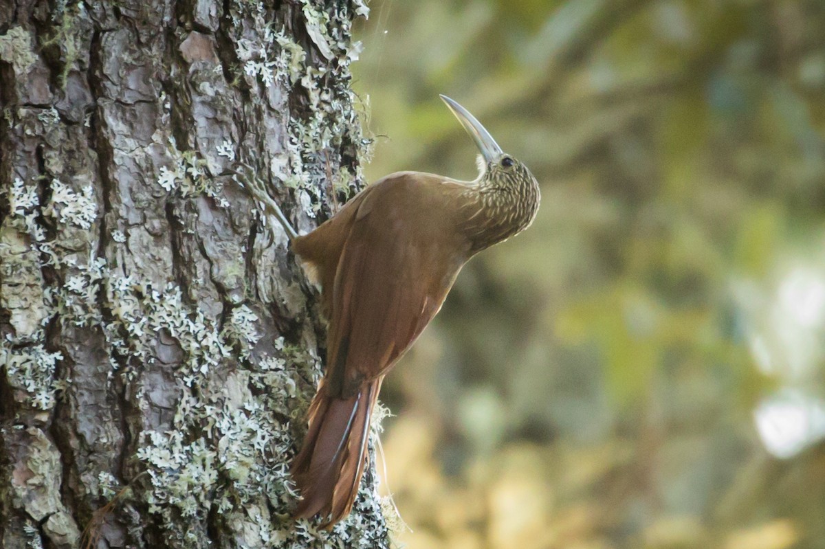 Strong-billed Woodcreeper - ML434972991