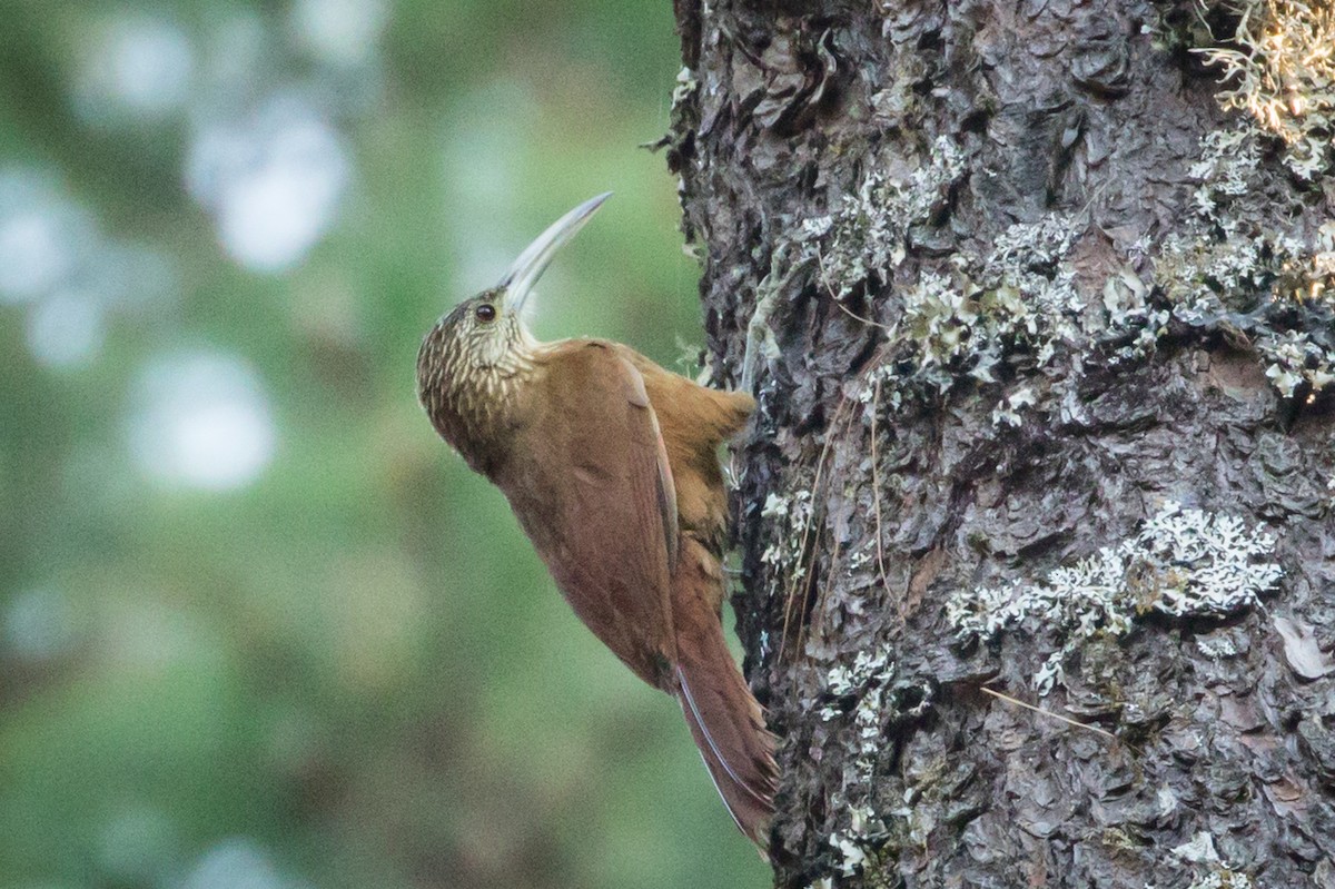 Strong-billed Woodcreeper - ML434973001